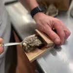 Safe & Easy Oyster Shucking Clamp - Image 8